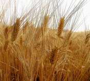 Bionde spighe di grano simbolo della nostra agricoltura