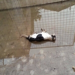 Il cagnolino morto annegato 